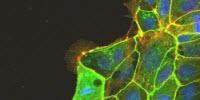 Highly Efficient Substrate for Culturing Pluripotent Cells