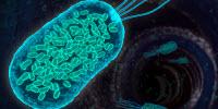 Making Good Bacteria Better, and Easy to Track, Thanks to Genetic Engineering