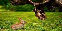 Mammals and Birds Could Have Best Shot at Surviving Climate Change