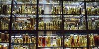 Navigating and Controlling the Hazards of Formaldehyde