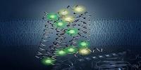 New Structure of Key Protein Holds Clues for Better Drug Design