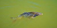 Pharmaceuticals and Other Contaminants Force Fish to Work Much Harder to Survive