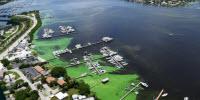 Study Finds Source of Toxic Green Algal Blooms and the Results Stink