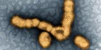 The Flu Vaccine Could Get a Much-Needed Boost