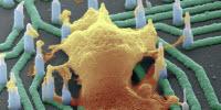 A Nanowire Array to Screen Drugs for Neurodegenerative Diseases