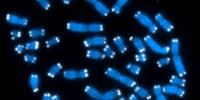 Accurate Telomere Length Test Influences Treatment Decisions for Certain Diseases