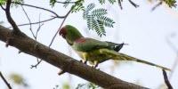 Birds and Beans: Study Shows Best Coffee for Bird Diversity