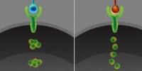 Cells Communicate in a Dynamic Code