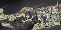 Digestive Ability of Ancient Insects Could Boost Biofuel Development
