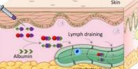 Engineers Use Natural Protein as Nanoshuttle for Anti-Cancer Vaccines
