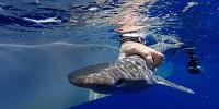 New Shark Species Confirmed