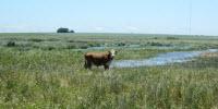 Reed Canarygrass: Environmental Foe, Cattle Food?