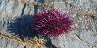 Tasty and Pink, Sea Urchin Species May Be a Climate-Tolerant Food Source