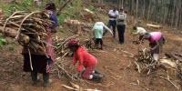 Wood Fuels Key to Easing Food Insecurity Situation in Sub-Saharan Africa