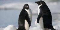“Supercolony” of Adélie Penguins Discovered in Antarctica