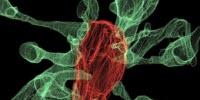 Captured on Film for the First Time: Microglia Nibbling on Brain Synapses