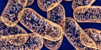 Cells Stressed Out? Make Mitochondria Longer
