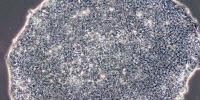 Culturing Cheaper Stem Cells