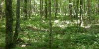 Drought-Induced Changes in Forest Composition Amplify Effects of Climate Change on Carbon Storage