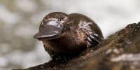Saving Lives with Platypus Milk