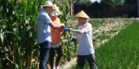 Gene Boosts Rice Growth and Yield in Salty Soil