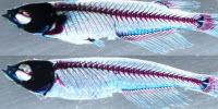 Genetic Analysis Uncovers the Evolutionary Origin of Vertebrate Limbs