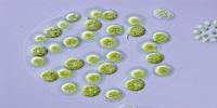Genetic Origins of the Two Sexes