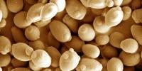 Let Them Eat Xylose: Yeast Engineered to Grow Efficiently on Novel Nutrients