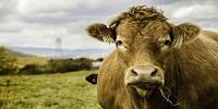 Manure Could Heat Your Home
