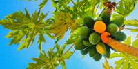 Mechanical Harvesting of Papayas Might Be a Reality with Computational Technique
