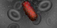 Scientists Find Single Letter of Genetic Code That Makes African Salmonella So Dangerous