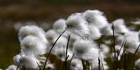 Spring Is Springing Earlier in Polar Regions Than Across the Rest of Earth