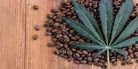 The Coffee Cannabis Connection