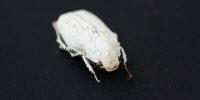 Ultra-White Coating Modeled on Beetle Scales