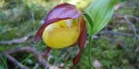 'Rip Van Winkle' Plants Hide Underground for Up to 20 Years