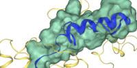 Characterizing 'Keyhole' Is First Step to Fighting Obesity at the Cellular Level