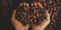 Cocoa Bean Roasting Can Preserve Both Chocolate Health Benefits, Taste