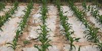 Corn with Straw Mulch Builds Yield, Soil Carbon