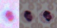 Deep Learning Transforms Smartphone Microscopes into Laboratory-Grade Devices