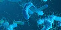 E. Coli: Are We Measuring the Wrong Thing?