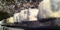 Fungal Highways on Cheese Rinds Influence Food Safety, Ripeness