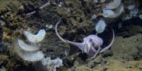 Giant Group of Octopus Moms Discovered in the Deep Sea