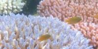 Global Warming Is Transforming the Great Barrier Reef