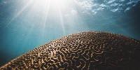 Hotter, Longer, More Frequent—Marine Heatwaves on the Rise