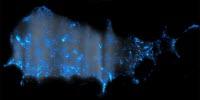 In Zebrafish, the Cholera Bacterium Sets off a Surprising Flush