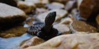 Land Use and Pollution Shift Female-To-Male Ratios in Snapping Turtles