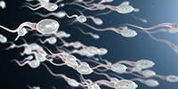 Male Contraceptive Compound Stops Sperm without Affecting Hormones