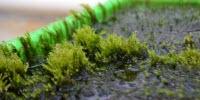 Moss Capable of Removing Arsenic from Drinking Water Discovered