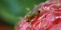 Researchers Develop First Gene Drive Targeting Worldwide Crop Pest