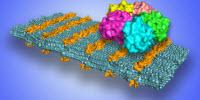 Scientists Develop Sugar-Coated Nanosheets to Selectively Target Pathogens